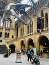 The Natural History Museum in London exhibits a vast range of specimens from various segments of natural history