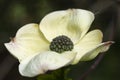 Natural history portrait of dogwood tree Cornus Florida in full bloom in Spring Royalty Free Stock Photo