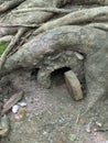 Fairy House in a hollow Under Treeroots