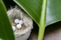 Natural Homeopathic Concept - Close up image of homeopathic pills in small jute nest with green leaf background and wood surface Royalty Free Stock Photo