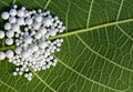 Natural Homeopathic Concept - Close up view of scattered homeopathic pills on green leaf