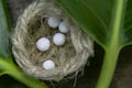 Natural Homeopathci concept - Close view of homeopathic pills in small jute nest on green leaf background Royalty Free Stock Photo