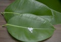 Natural Homeopathic Concept - Top view image of homeopathic medicine consisting of the pills on leaf with wood background