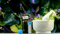 Natural Homeopathy Concept Ã¢â¬â Healing herbs in a mortar and pestle next to homeopathic medicine consisting a bottle of pills and