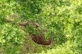 Natural Honey Beehive Hangs from the Tree Branch