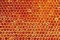 natural honey comb background or texture. Royalty Free Stock Photo