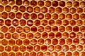 natural honey comb background or texture. Royalty Free Stock Photo