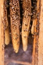 Natural honeycombs inside a traditional log hive in smoke from beekeeper smoker