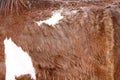 Natural horse fur texture  for brown background Royalty Free Stock Photo