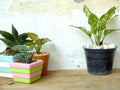 Natural house plants on wooden background texture with space copy Royalty Free Stock Photo