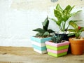 Natural house plants on wooden background texture with space copy Royalty Free Stock Photo