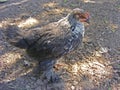 Natural household farm chiken close up portrait of grey young chicken Royalty Free Stock Photo