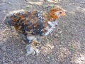 Natural household farm chiken close up portrait of young brown chicken Royalty Free Stock Photo