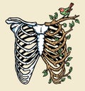 Natural human bones vector illustration