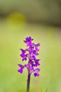 Natural hybridization between the Lady orchid Orchis purpurea and the Military orchid Orchis militaris Royalty Free Stock Photo