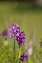 Natural hybridization between the Lady orchid Orchis purpurea and the Military orchid Orchis militaris Royalty Free Stock Photo