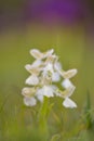 Natural hybridization between the Lady orchid Orchis purpurea and the Military orchid Orchis militaris Royalty Free Stock Photo