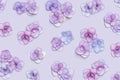 Natural Hydrangea flower, minimal floral pattern violet monochrome colored. Layout with fresh flowers, background