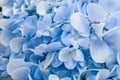 Natural hydrangea flowers background