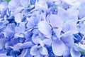 Natural hydrangea flowers background