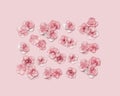 Natural Hydrangea pink flower, minimal floral pattern monochrome colored ornament. Layout with fresh flowers. Spring