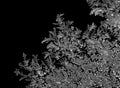 Natural ice crystals frostwork on dark backround. Macro closeup. Royalty Free Stock Photo