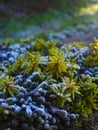 Natural , Ice in the morning Melting at sunrise , texture background, green and withe color Royalty Free Stock Photo