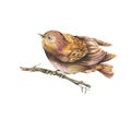 Natural illustration of a brown watercolors bird on branch