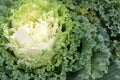 Intricate detail in leaves of ornamental cabbage in landscaped garden