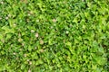 Natural inborn green grass. Flat lay. Top view. Royalty Free Stock Photo