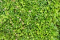 Natural inborn green grass. Royalty Free Stock Photo