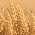 Natural ingredient element, close up look at wheat in 3d illustration. Detailed wheat ears, oats or barley, illustration design