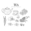 Natural Ingredients And Tea Hand Drawn Realistic Sketches