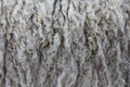 Natural insulation: Raw sheep wool skin texture background Royalty Free Stock Photo