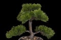 Japaness bonsai tree on black background
