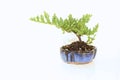 Natural Juniper Bonsai Tree in a Blue Pot