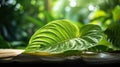 natural kava leaf Royalty Free Stock Photo