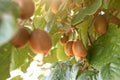 Natural kiwi fruits on the tree at sunrise Royalty Free Stock Photo