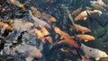 Natural koi fish movement