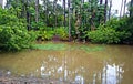 Natural lagoon covered in trees and wild life hinterland gold coast australia Royalty Free Stock Photo