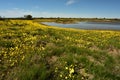 A natural lake surrounded by bright yellow Namaqualand flowers Royalty Free Stock Photo