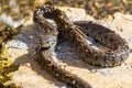 Lambent grass snake natrix natrix lying in stone in sunshine