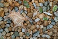 Natural Lambis Chiagra Spider Shell with another small seashells scattered on the pebble stones ground