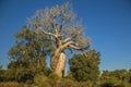 A natural landmark in Madagascar: Les Babobabs Amoureux
