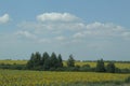 Natural landscape of the area. Flowering fields of sunflower . Royalty Free Stock Photo