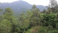 Natural landscape of Asri green tropical forest