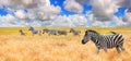 Natural landscape, banner, panorama - view of a herd of zebras grazing in high grass under the hot summer sun