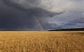 Natural beautiful landscape with blue stormy sky with clouds and bright rainbow over field of Golden ripe ears of wheat Royalty Free Stock Photo