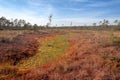 Natural landscape in the boggy reserve Royalty Free Stock Photo