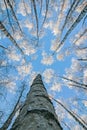 Natural landscape with bottom-up view of the crowns and tops of birch trees covered with white frost against the blue sky in the Royalty Free Stock Photo